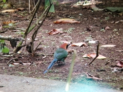 Baryphthengus martii