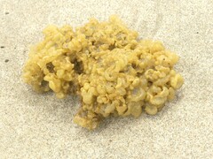 Leathesia marina