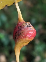 Pemphigus spyrothecae