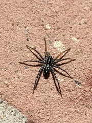 Nyssus coloripes