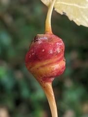 Pemphigus spyrothecae