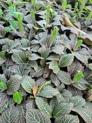 Fittonia