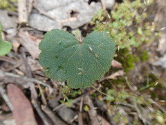 Hydrocotyle laxiflora