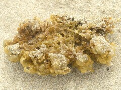 Leathesia marina