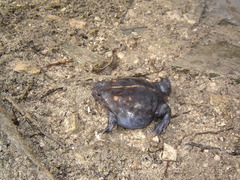 Rhinophrynus dorsalis