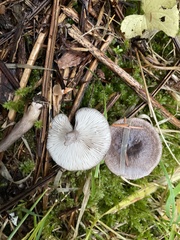 Lactarius pseudomucidus