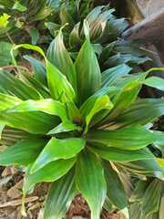 Dracaena fragrans