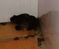 Rhinella