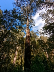 Eucalyptus regnans