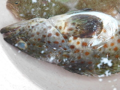 Epinephelus coioides