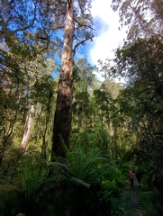 Eucalyptus regnans
