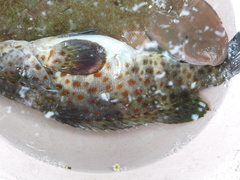 Epinephelus coioides