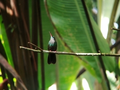 Chalybura urochrysia