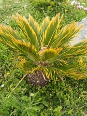 Cycas revoluta