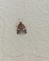 Erpis macularis