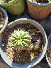 Echinopsis