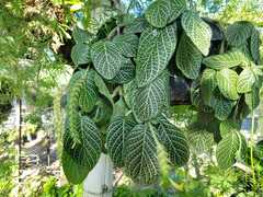 Fittonia