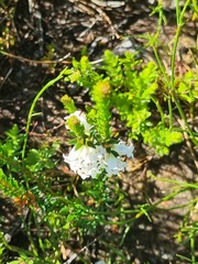 Epacris obtusifolia