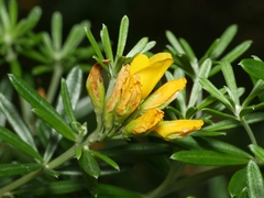 Genista linifolia