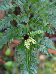 Polystichum proliferum