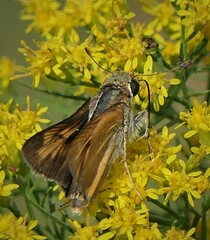 Hesperia meskei straton