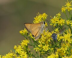 Hesperia meskei straton