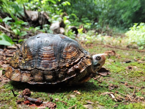 Yucatán Box Turtle