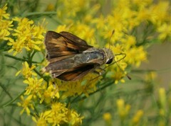 Hesperia meskei straton