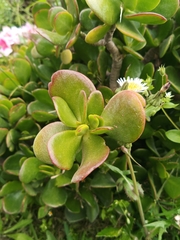 Crassula swaziensis