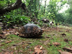 Terrapene carolina yucatana