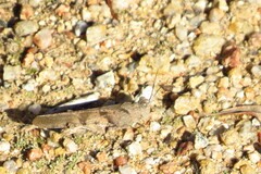 Trimerotropis thalassica