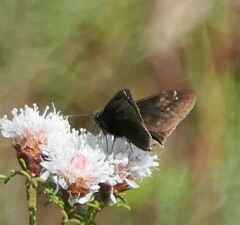 Erynnis zarucco