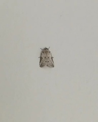 Nycteola