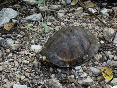 Terrapene carolina yucatana