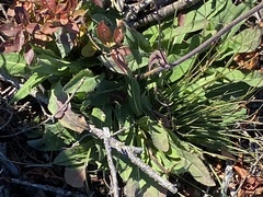 Pilosella piloselloides