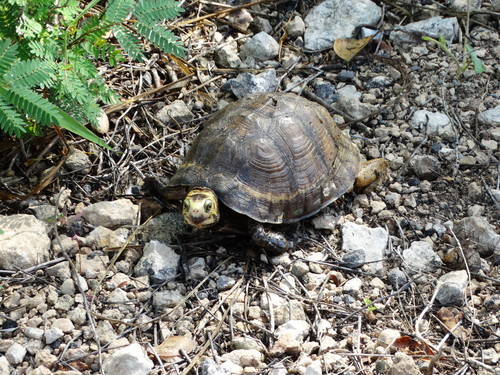 Yucatán Box Turtle