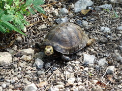 Terrapene carolina yucatana