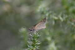 Lerodea eufala eufala