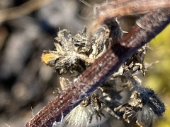 Pilosella piloselloides