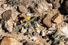 Trichoptilium incisum