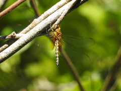 Hydrobasileus brevistylus