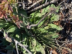 Pilosella piloselloides