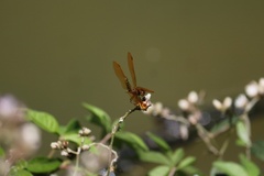 Perithemis