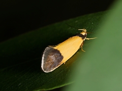 Merocroca automima