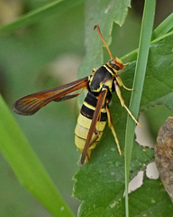 Paranthrene robiniae