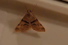 Hemeroplanis incusalis