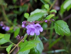 Prostanthera
