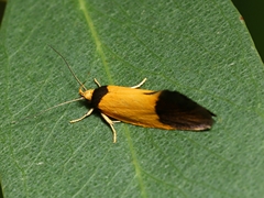 Merocroca automima