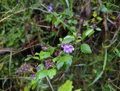 Prostanthera