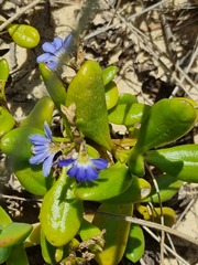 Scaevola calendulacea